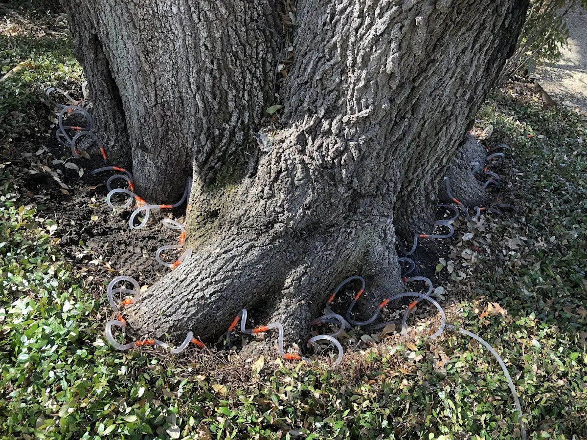 Detailed Tree Cabling and Bracing job site in Lummi Island