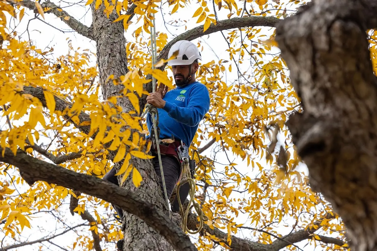 Skilled Tree Transplanting crew working in Lummi Island
